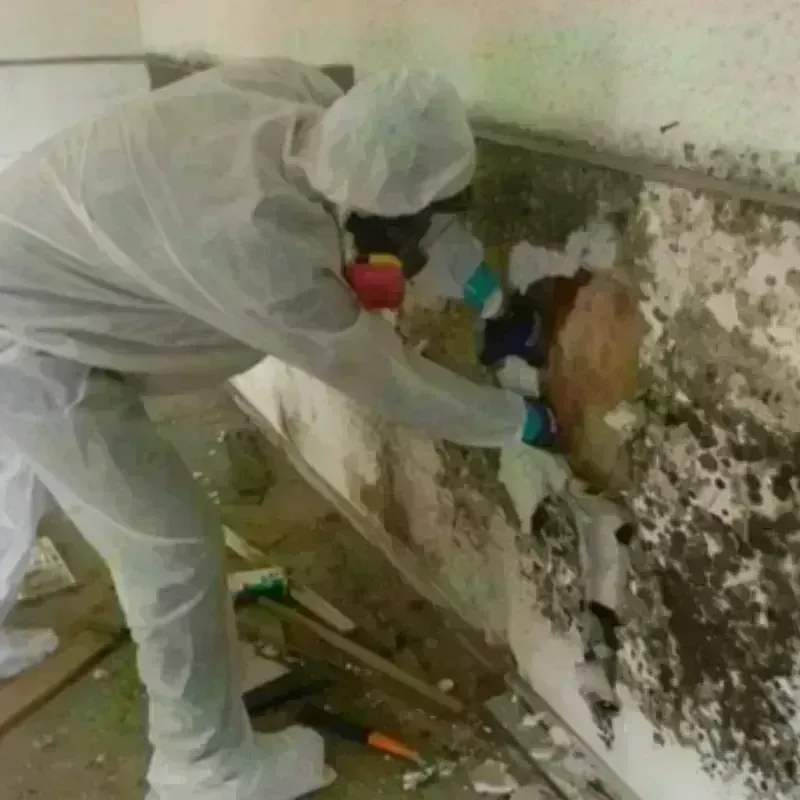 Mold Remediation and Removal in Washington, NC